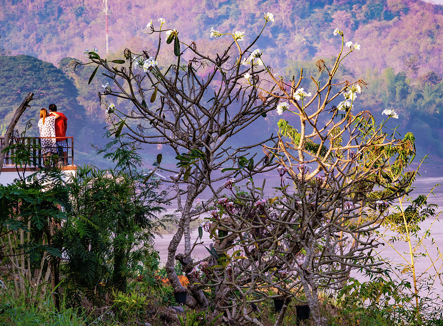 Trees on the bank of the Mekong River Photograph by Jeremy Holton
