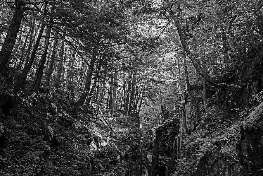 Trees on the Cliffside Flume Gorge North Conway New Hampshire NH glow Black and White Photograph by Toby McGuire