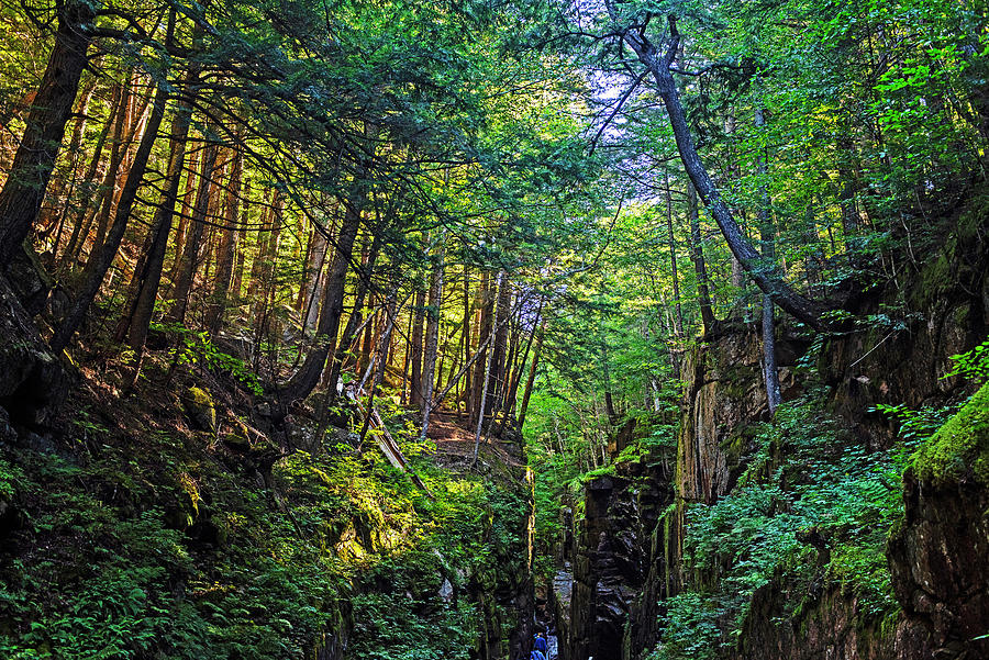 Trees on the Cliffside Flume Gorge North Conway New Hampshire NH glow Photograph by Toby McGuire