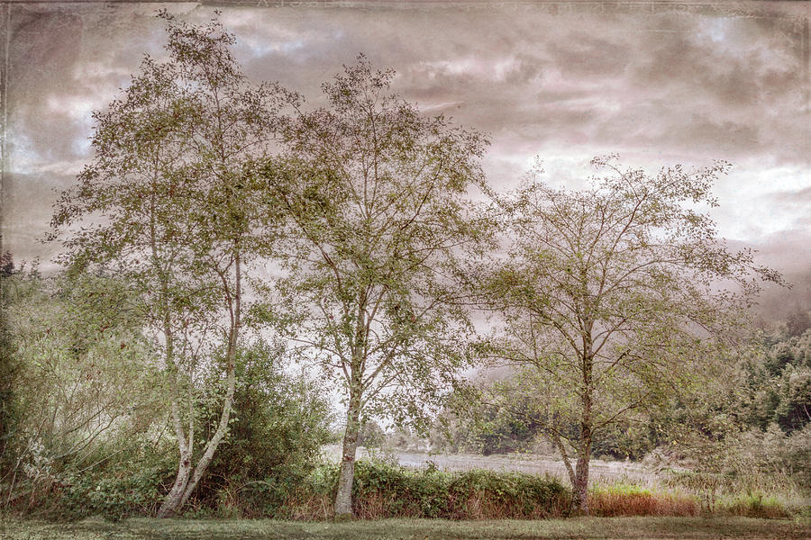 Trees on the Edge of the Lake in Vintage Tones Photograph by Debra and Dave Vanderlaan