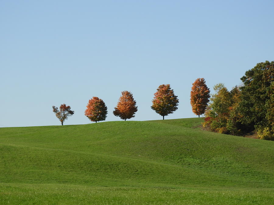Trees on the hill  Photograph by Judy Genovese