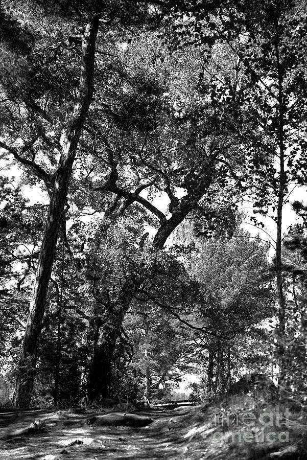 Trees On The Island Photograph