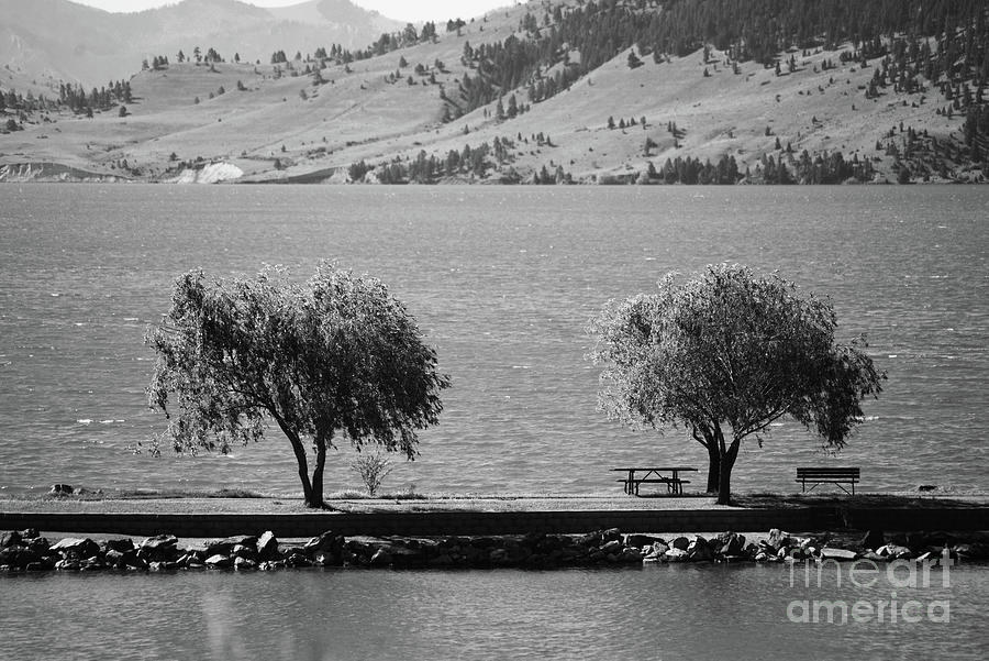 Trees on the Pier Photograph by Kae Cheatham