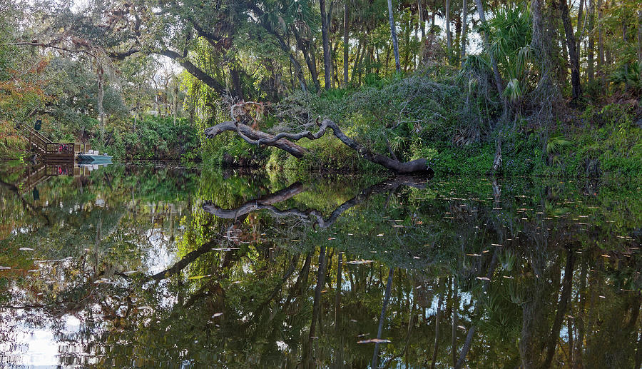 Trees Over Water Reflected Photograph by Sally Weigand