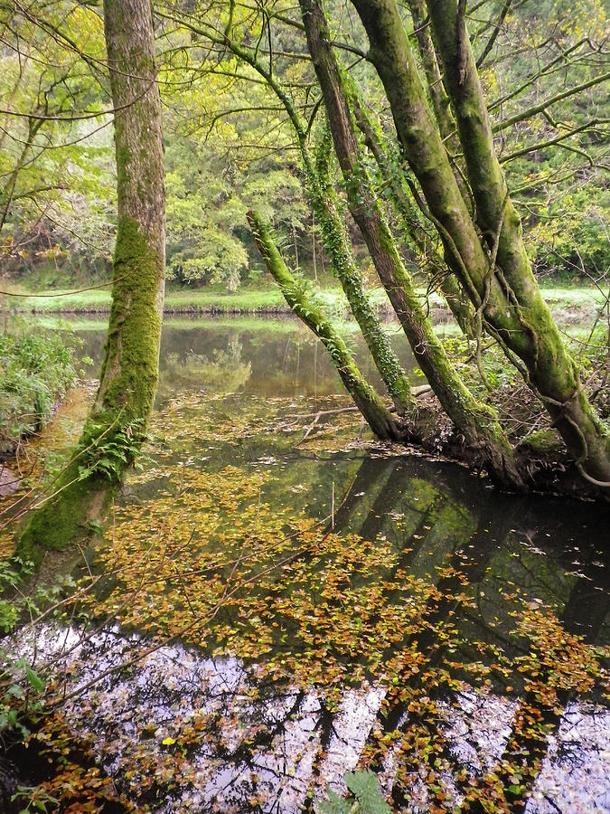 Trees Overhanging The Abandoned Tamar Manure Navigation Canal Cornwall Photograph