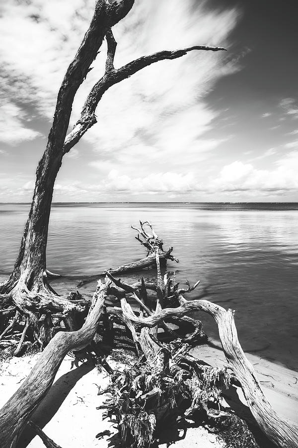 Trees Overlooking St. Joseph Bay Black And White Photograph by Dan Sproul