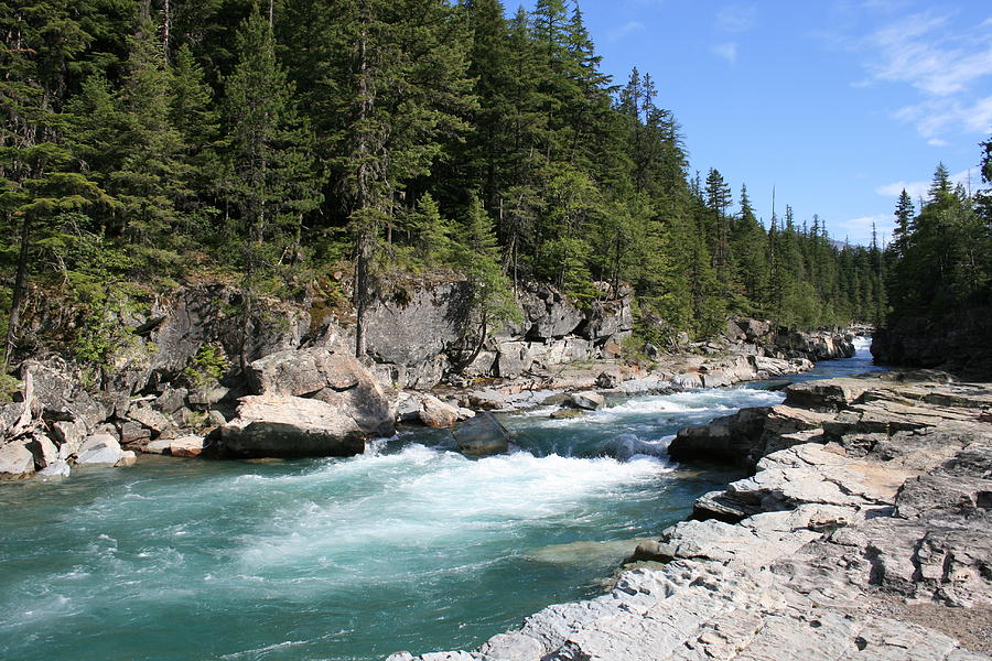 Trees Planted by Stream Photograph by Gwendolyn Patterson Cobbs - Fine ...