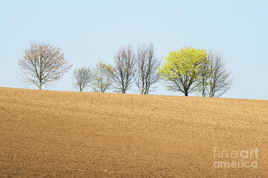 Trees Ploughed Field Spring Photograph by Bryan Attewell