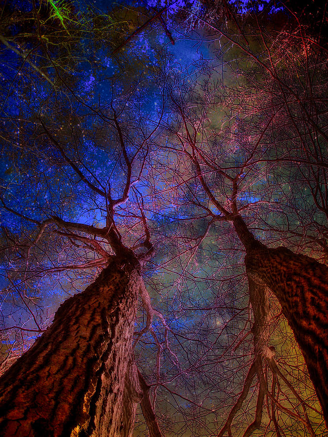 Trees Pointing Toward Heaven Digital Art by Russ Considine
