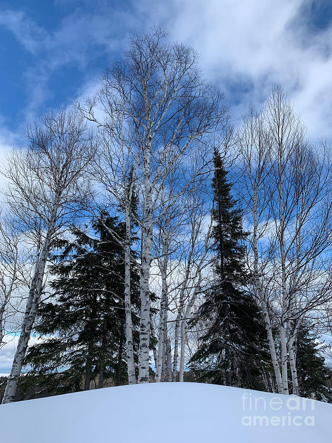 Trees Posing in Winter Photograph by Judy Dimentberg