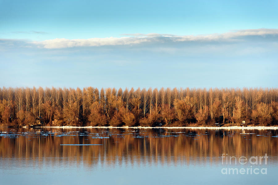 Trees reflected in water Photograph by Jelena Jovanovic