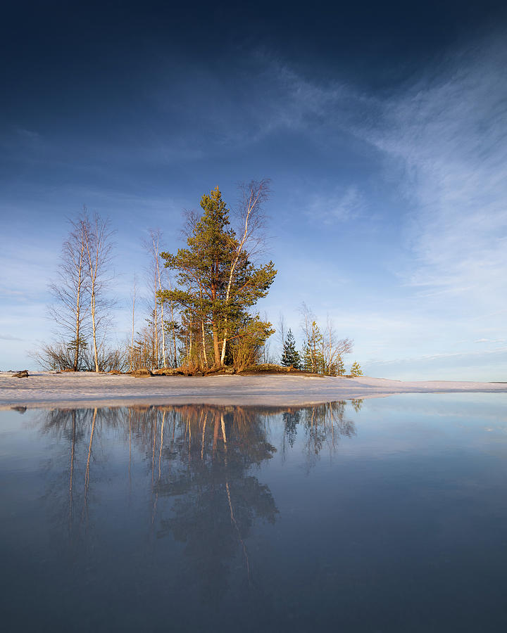 Trees reflecting from melting ice surface Photograph by Juhani Viitanen ...