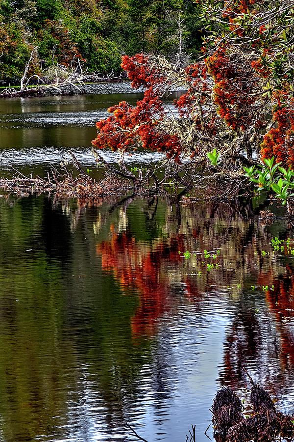 Trees Reflecting Vibrant Colors Photograph by Jerry Sodorff