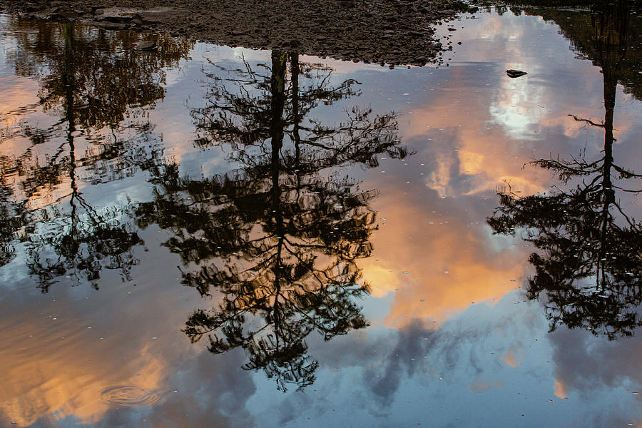 Trees Reflection Photograph by Iris Greenwell