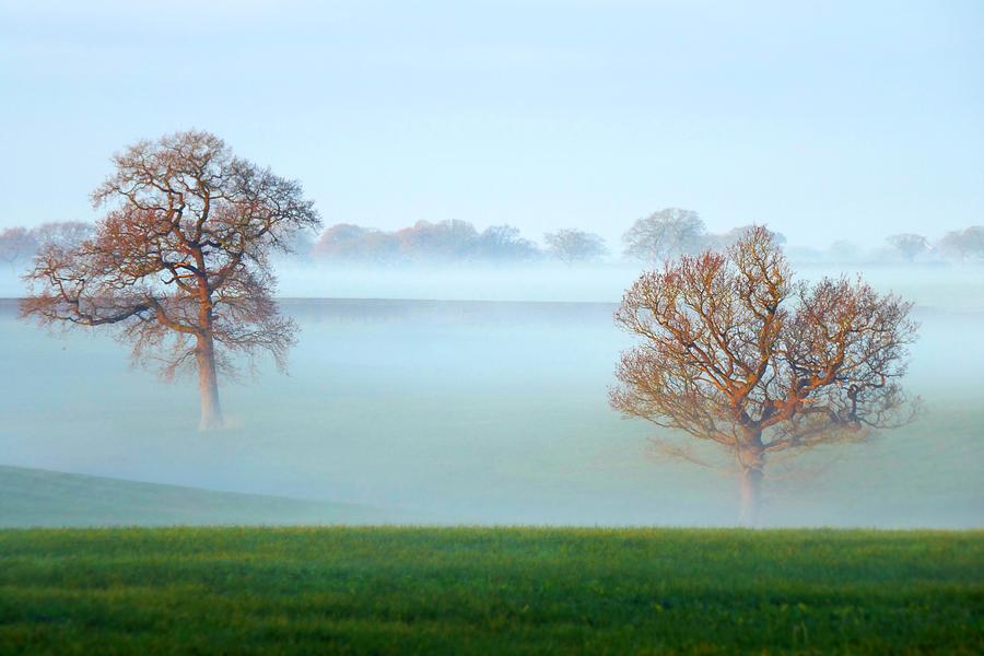 Trees Seven Photograph by Ian Hutson