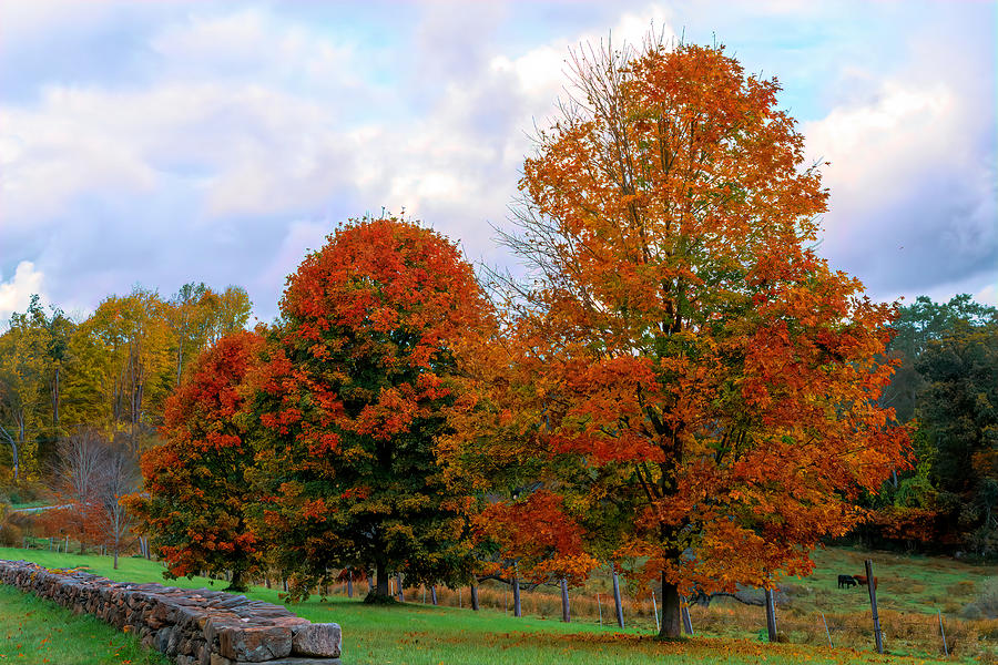 Trees Show Off Their Brilliant Fall Foliage Photograph by Lindsay Thomson