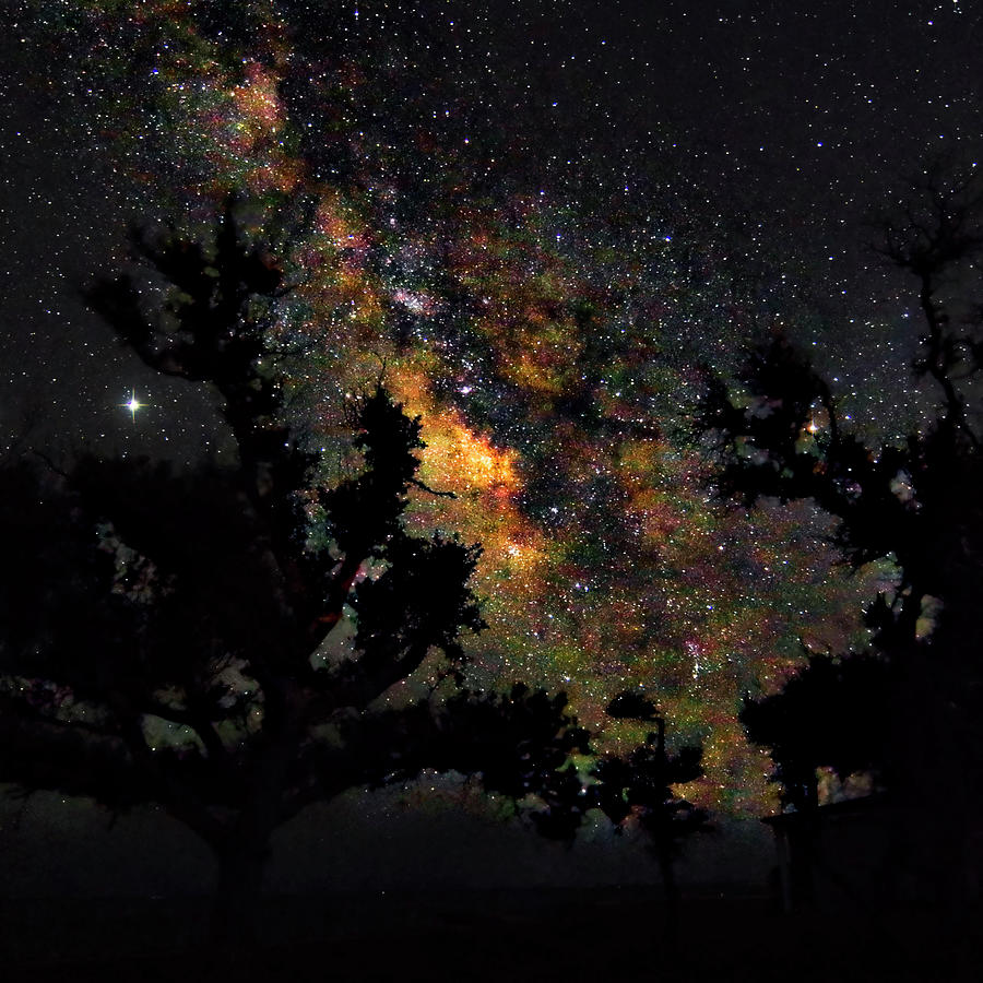 Trees Silhouetted by the Milky Way - Harkers Island North Caroli Photograph by Bob Decker