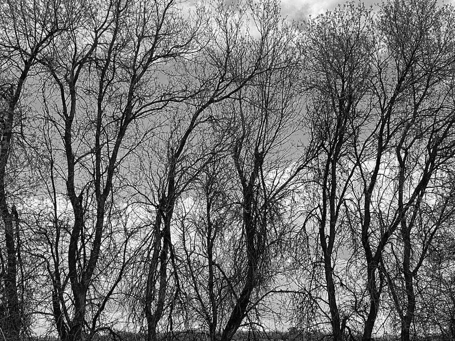 Trees Silhouetted in Spring BW Photograph by Jerry Abbott