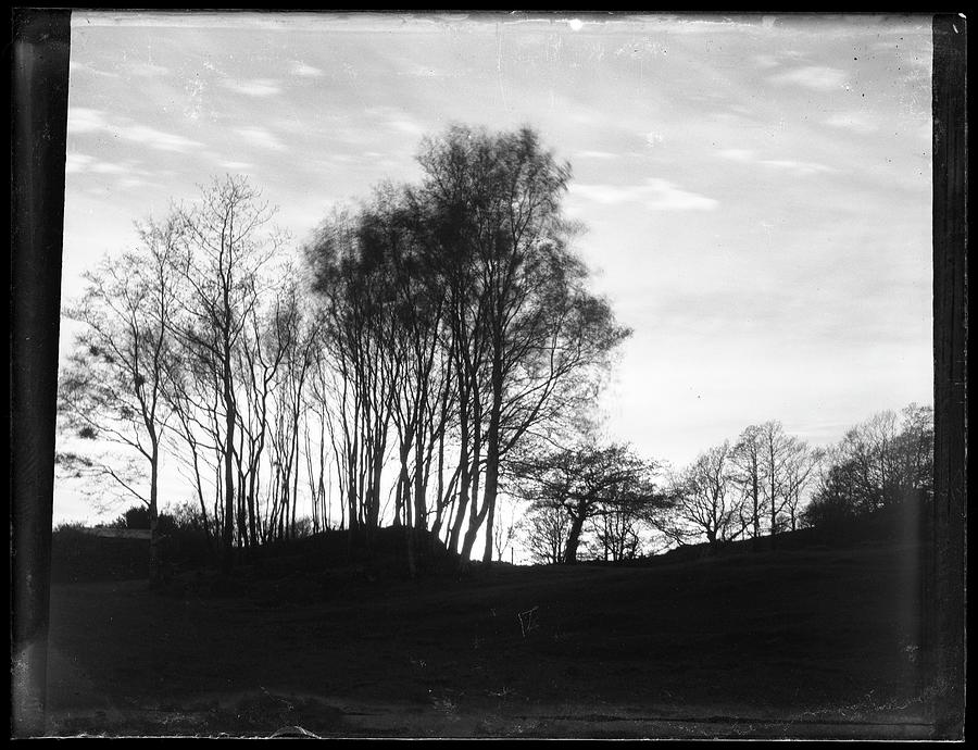 Trees, Silver Dry Gelatin Negative Kodak Ultra Speed Othrochromatic ...