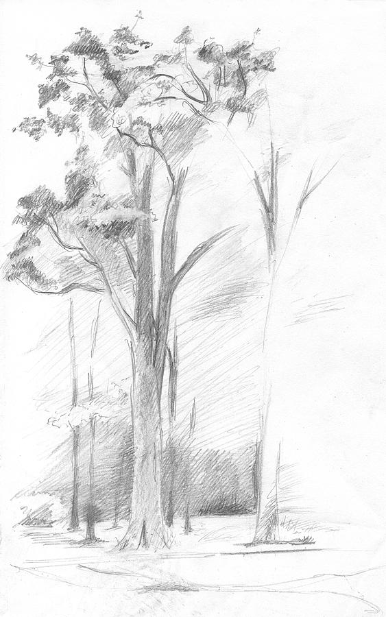 drawings of trees in pencil