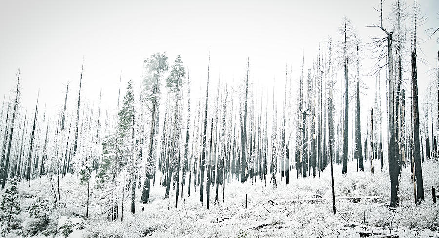 Trees by Suguna Ganeshan Trees by Suguna Ganeshan