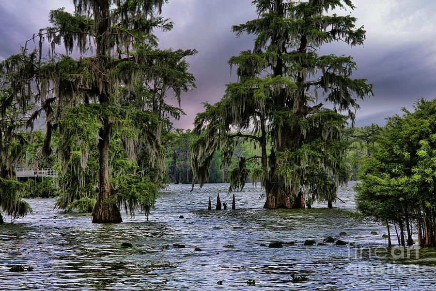 Trees Swamp Spanish Moss Lake Martin Louisiana Color Photograph by Chuck Kuhn