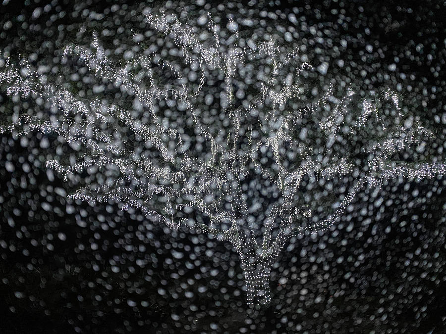 Trees Through Rain Drops, Jekyll Island, Georgia 1 by Dawna Roaming Near and Far Trees Through Rain Drops, Jekyll Island, Georgia 1 by Dawna Roaming Near and Far