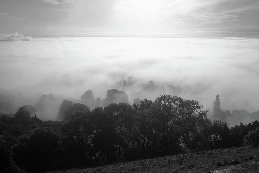 Trees Through the Mist Photograph by Aidan Moran