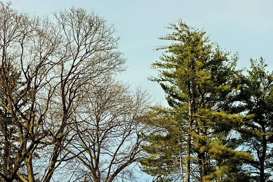 Trees Under the Moons Shadow Photograph by Mike Smale Trees Under the Moons Shadow Photograph by Mike Smale