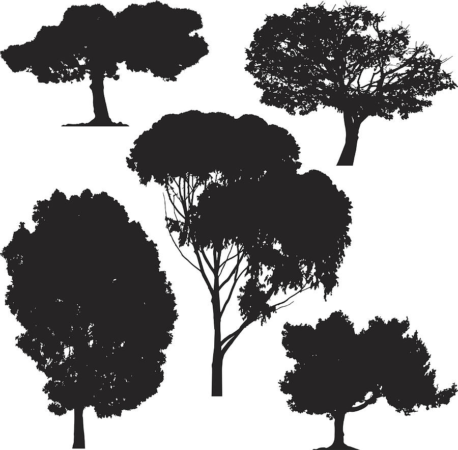 Trees, vector Drawing by Dra_schwartz