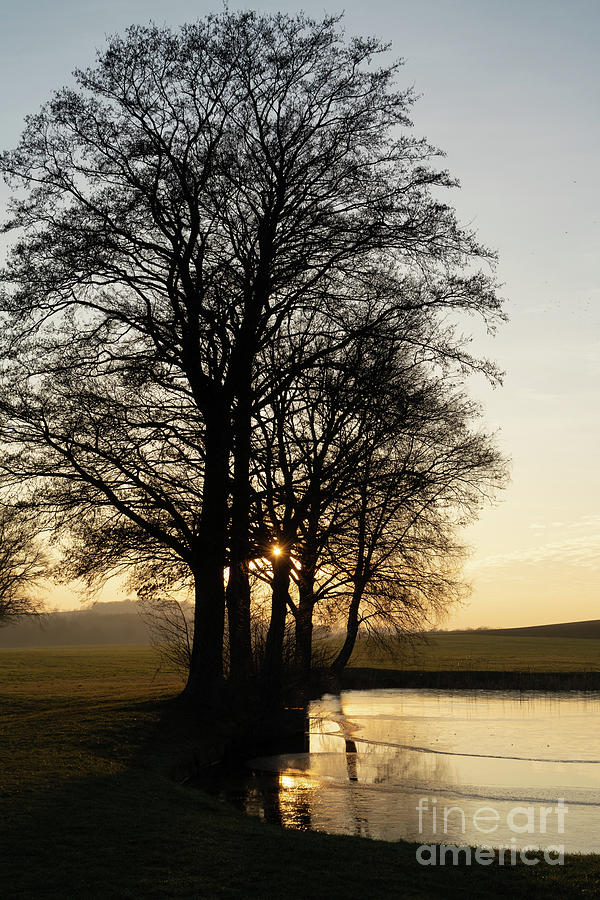 Trees, water and golden evening light Photograph by Adriana Mueller