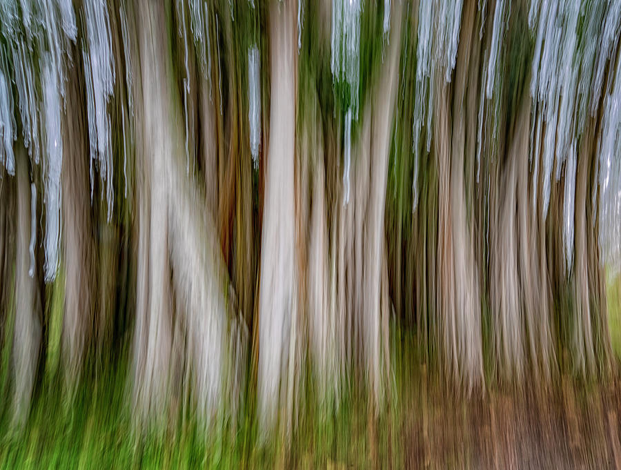 Trees With A Swipe Photograph by Tom Singleton