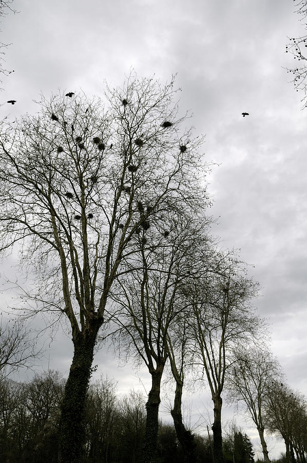 Trees with bird nests along the Nivernais Canal, Burgundy, France Photograph by Kevin Oke