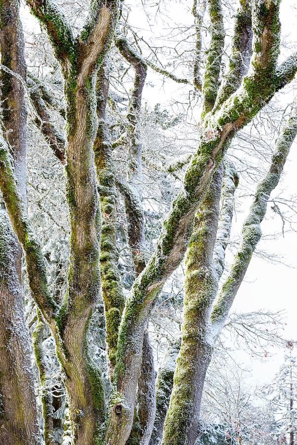 Trees with Snow Dusting Photograph by Jerry Sodorff