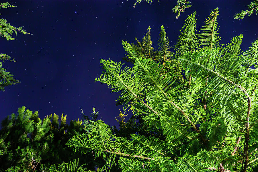Trees with starry sky Photograph by Fabiano Di Paolo