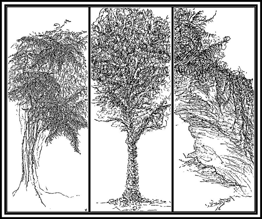 Treescapes  B-W  - drawing Drawing by VIVA Anderson