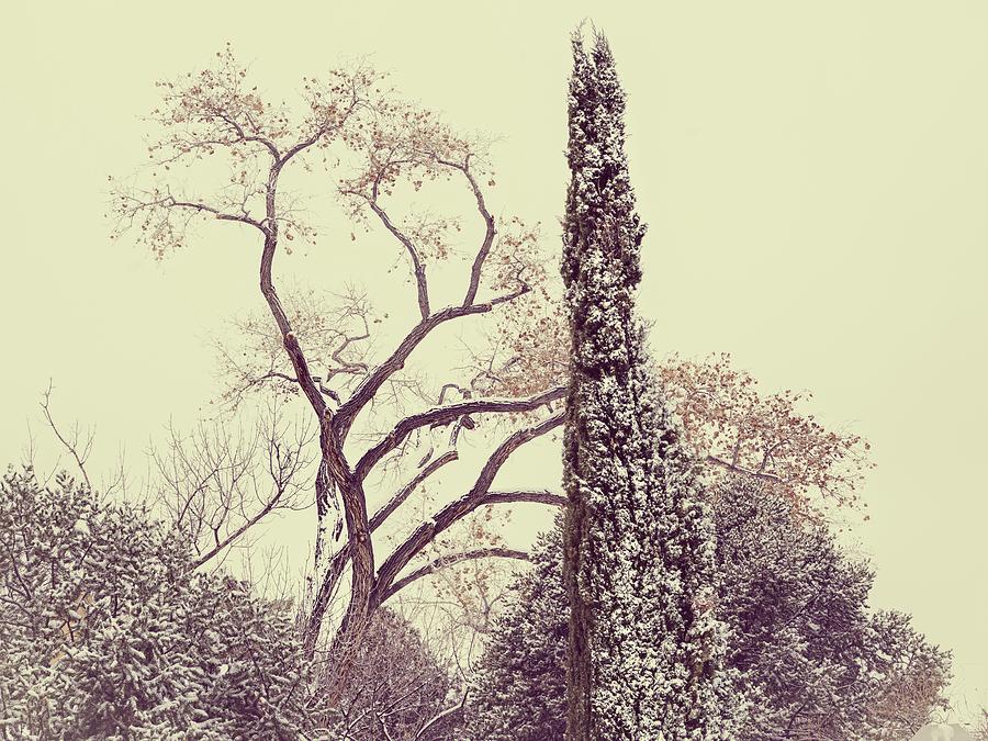 Treescapes Neighborhood trees Abq NM A50t Digital Art by Otri Park