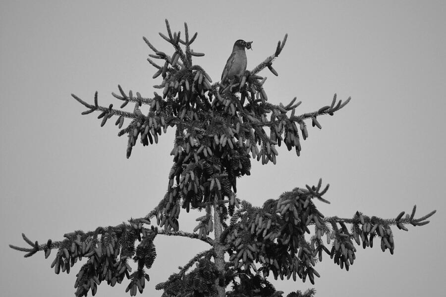 Wildlife Photograph - Treetop Dining B n W by Richard Andrews