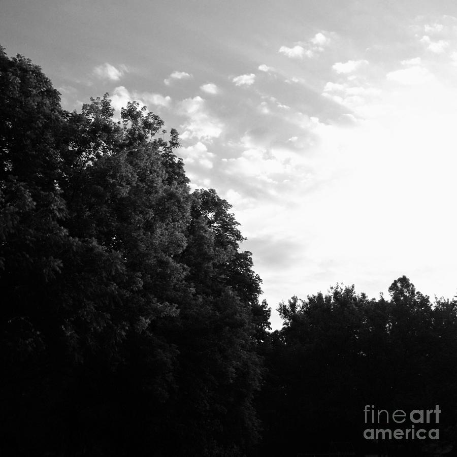 Treetop Sunrise - Black And White Photograph