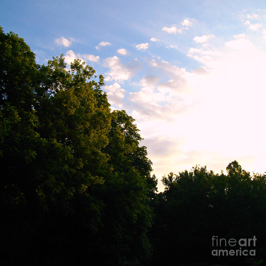 Treetop Sunrise Photograph by Frank J Casella