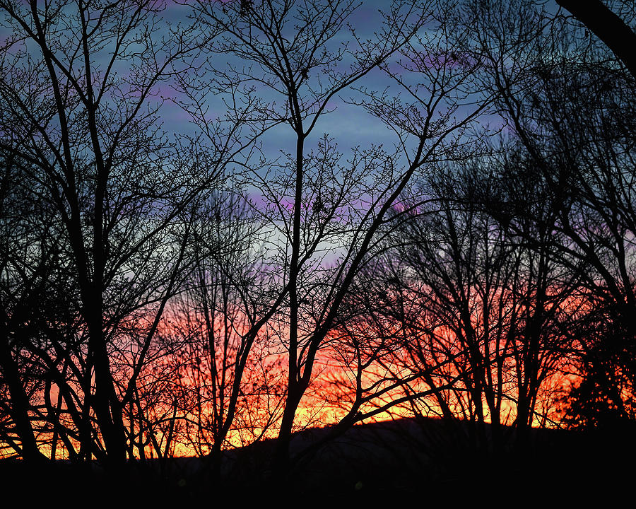 Treetop Sunset Photograph by Steven Nelson