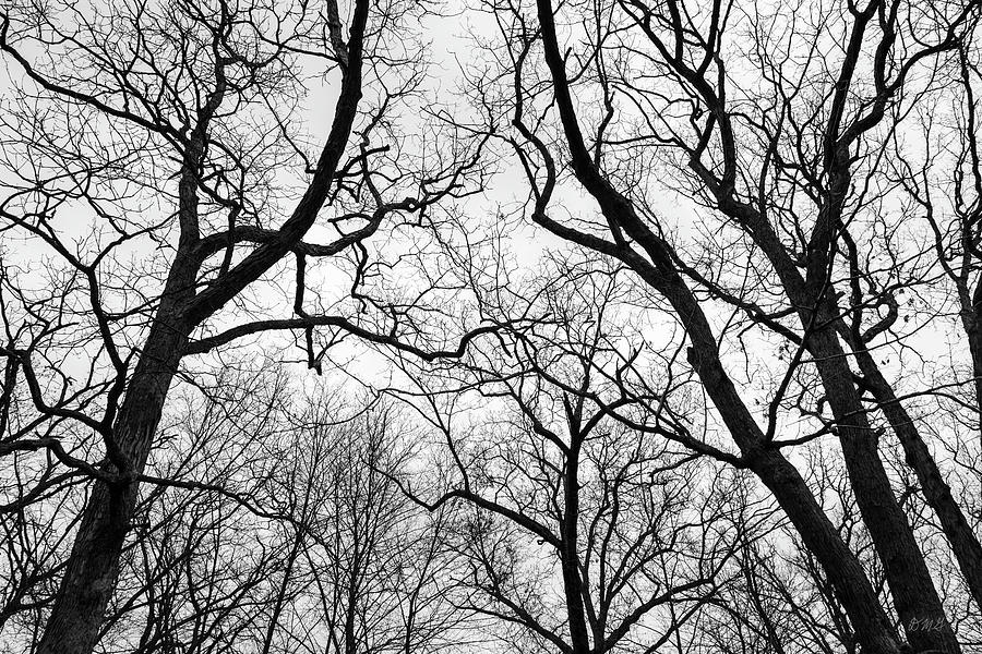 Black And White Photograph - Treetops Blackstone Gorge BW by David Gordon