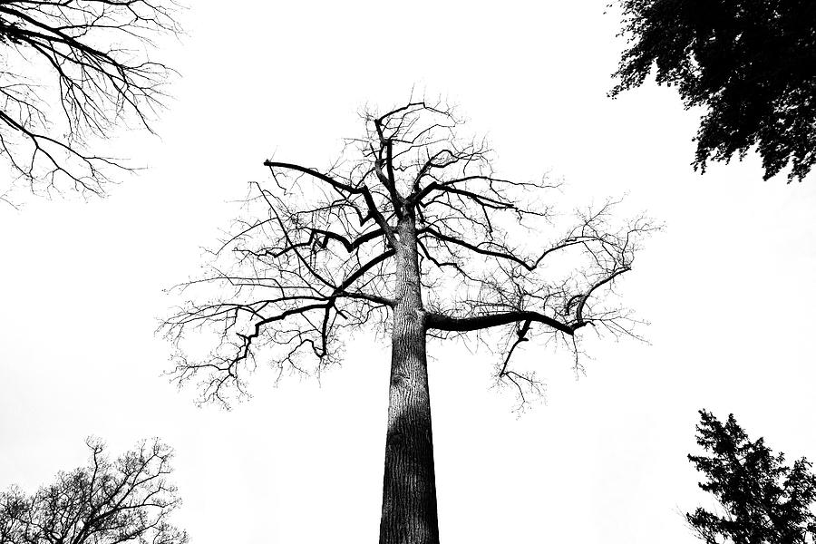 Treetops Photograph by Robert Mintzes