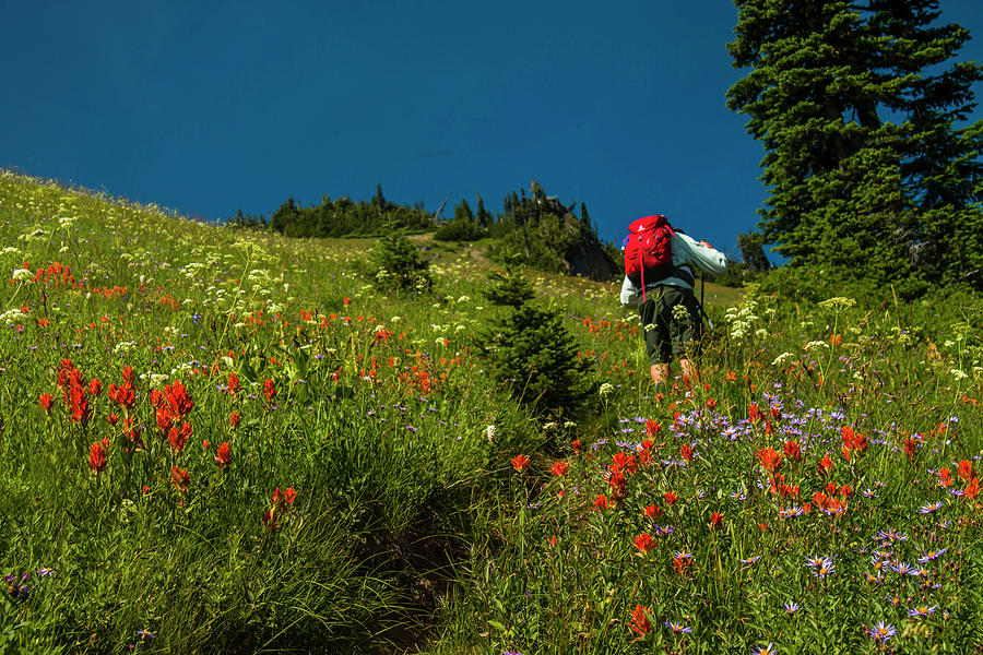 Trekking Among the Wildflowers Photograph by Doug Scrima