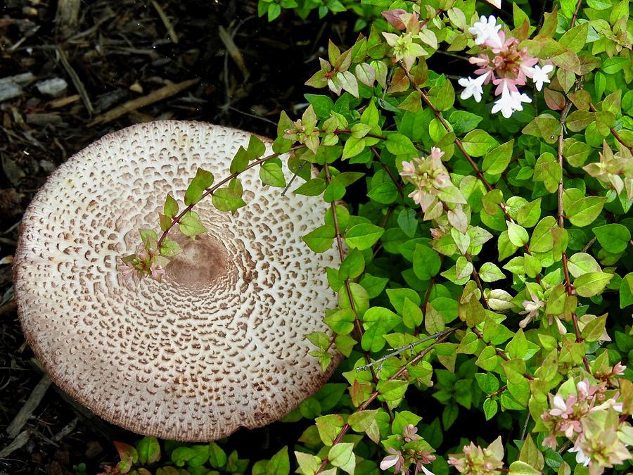 Tremendous Toadstool Photograph by Kathy Chism