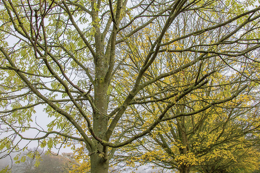 Trent Park Trees Fall 1 Photograph by Edmund Peston