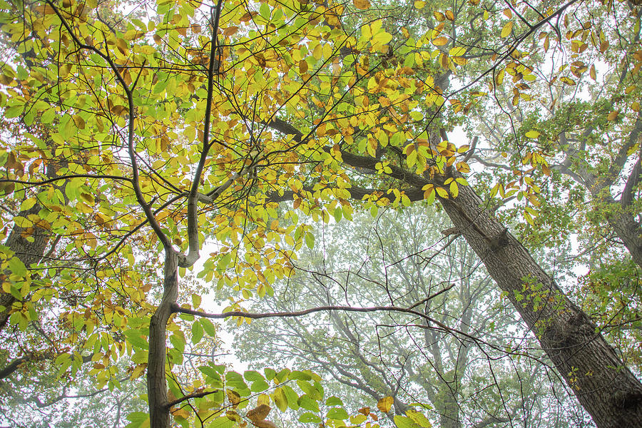 Trent Park Trees Fall 10 Photograph by Edmund Peston