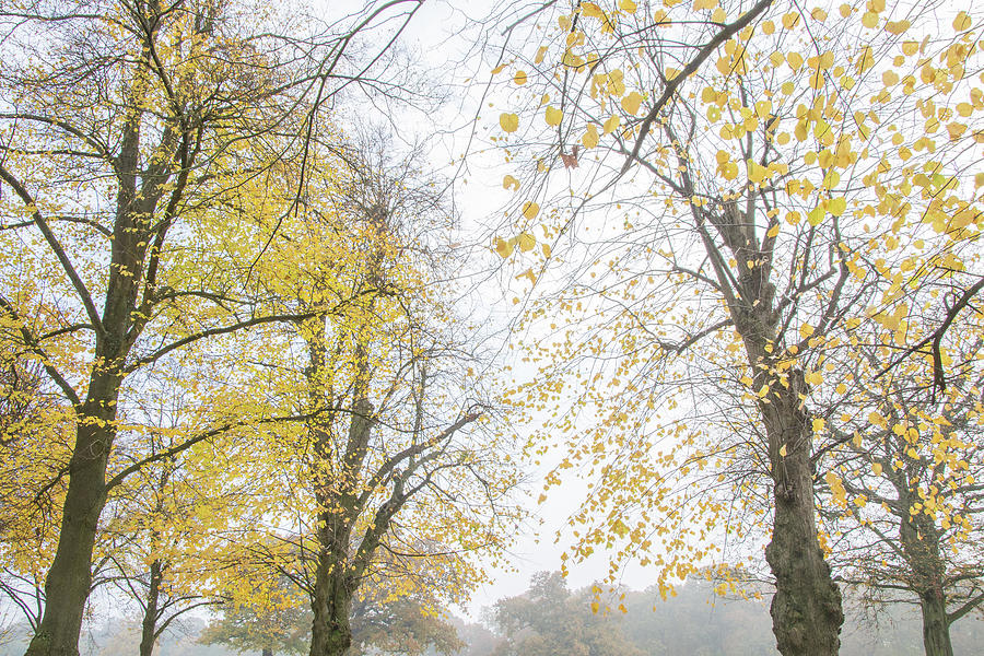 Trent Park Trees Fall 14 Photograph by Edmund Peston