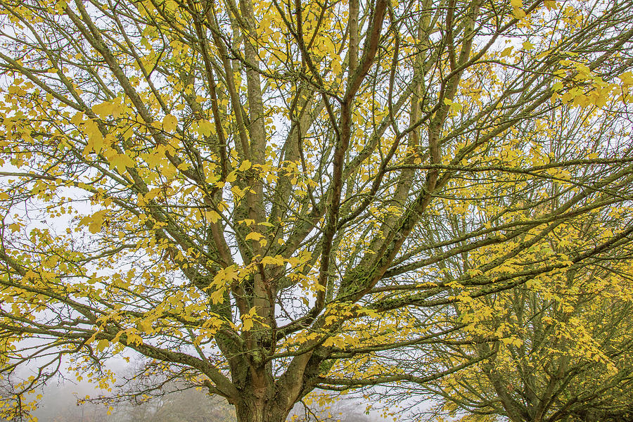 Trent Park Trees Fall 2 Photograph by Edmund Peston