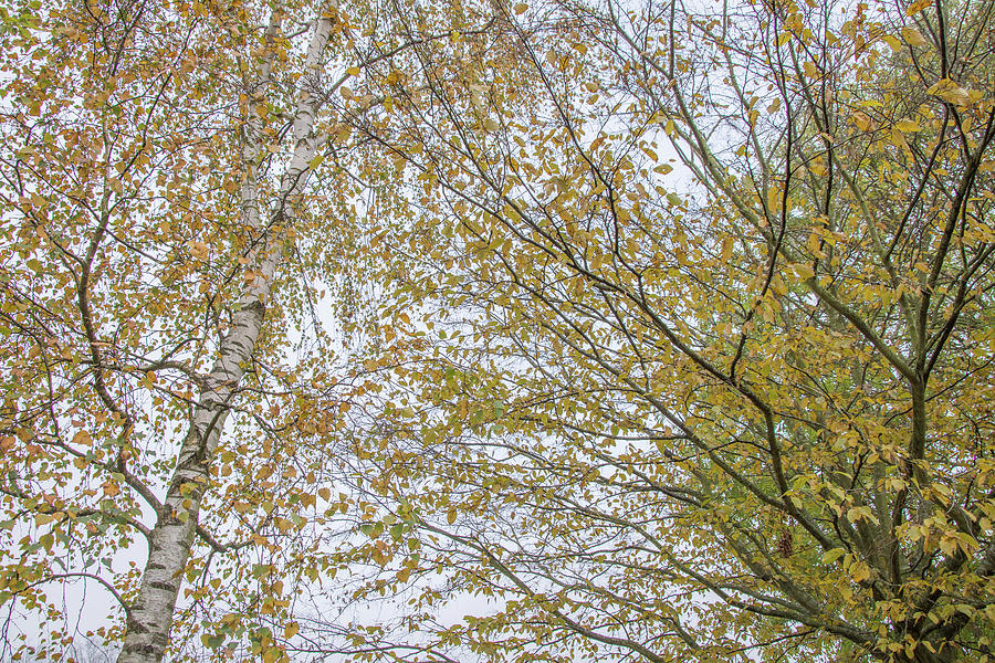 Trent Park Trees Fall 4 Photograph by Edmund Peston